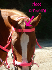 Hood Ornament for Horses