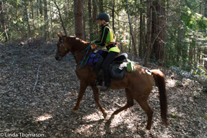 Spring in the Redwoods Photo
